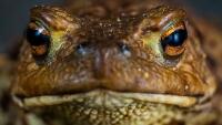 žába toad-3414441 1280